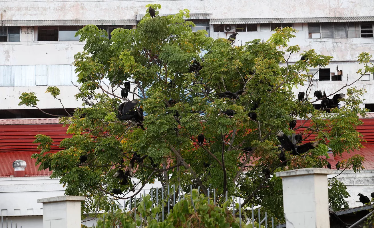 Ciudad de Panamá: Color, aroma y calor