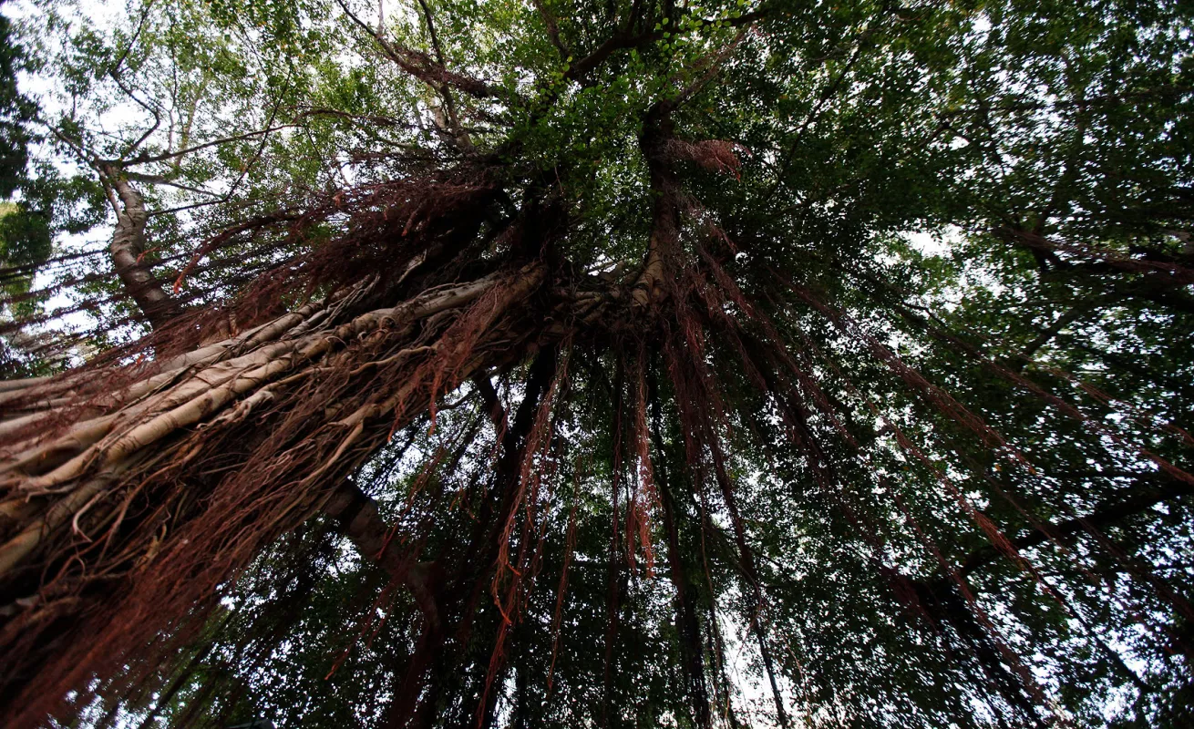 Ciudad de Panamá: Color, aroma y calor