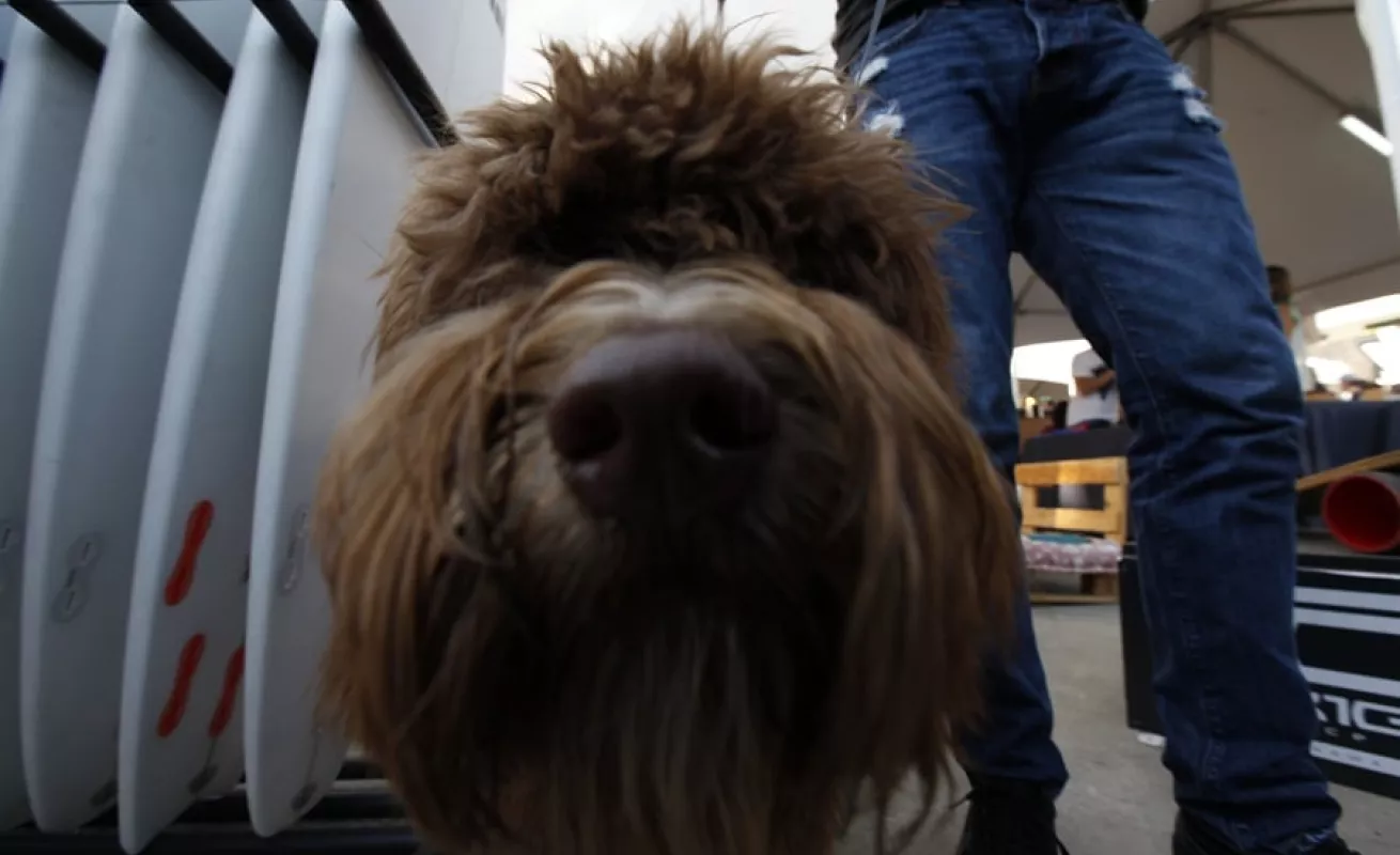 Mercado Paseo Urbano 