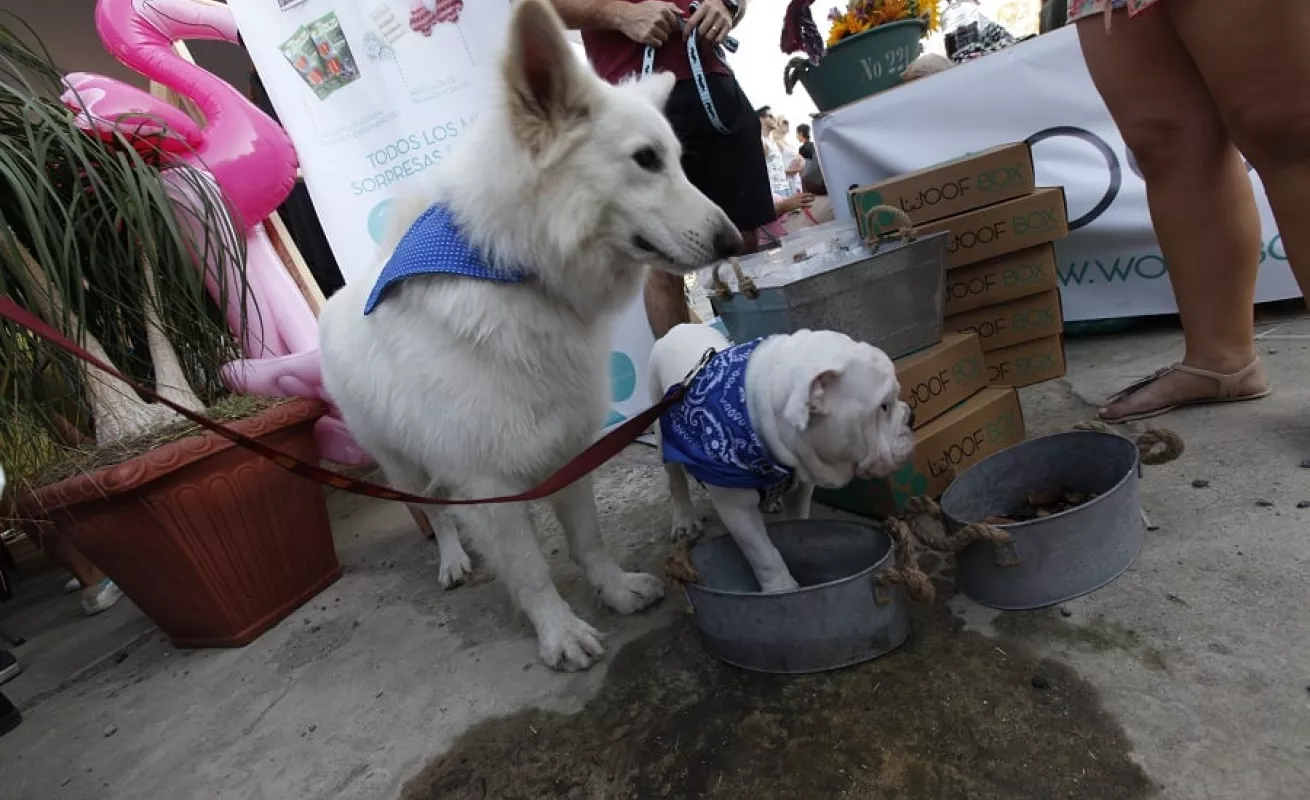 Mercado Paseo Urbano 