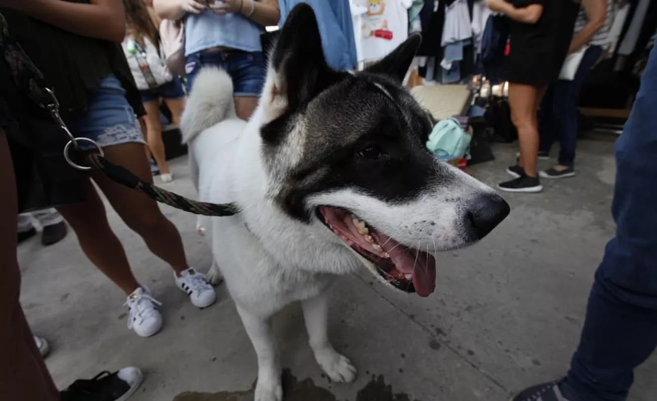 Mercado Paseo Urbano 