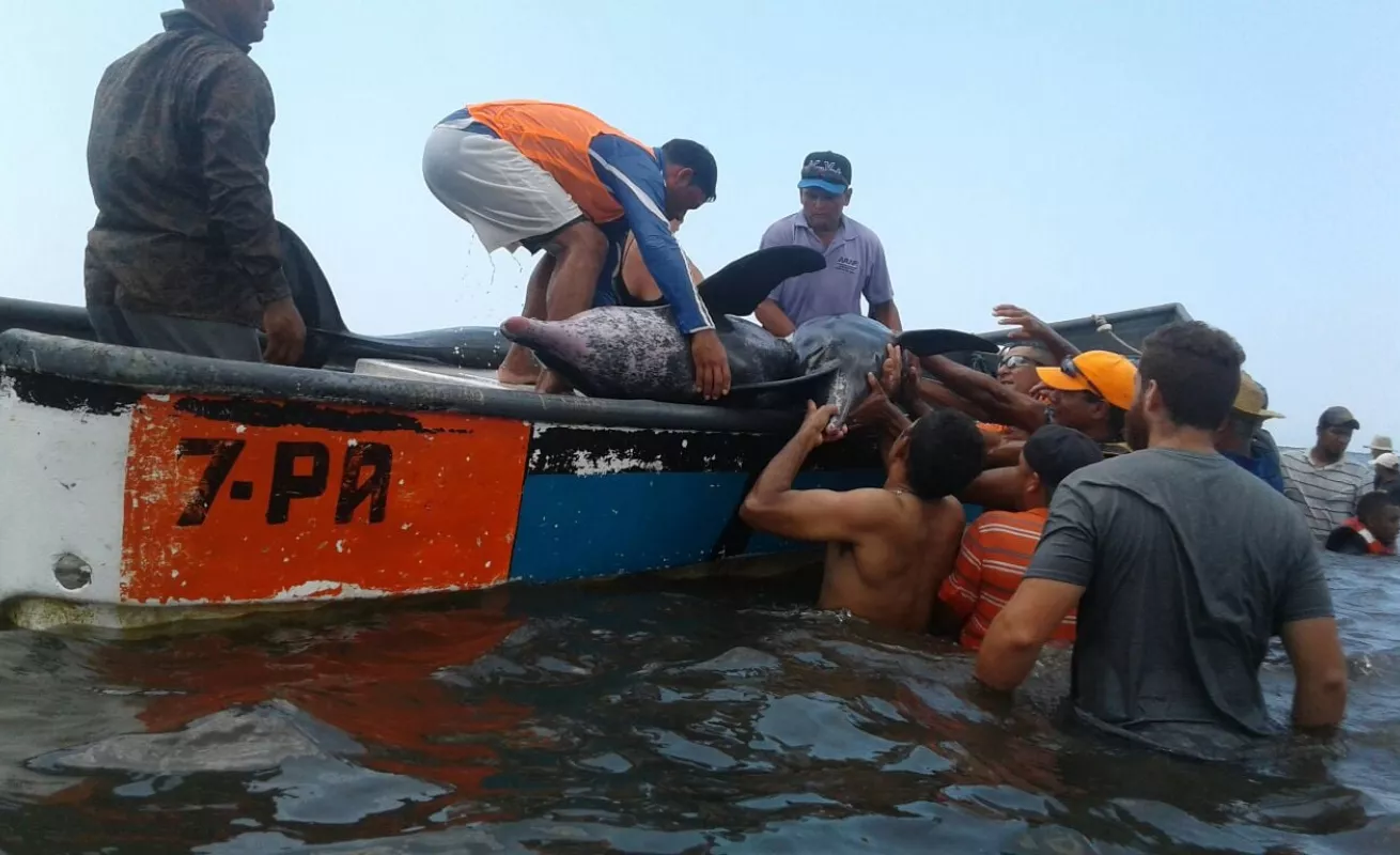 Operación de rescate de delfines en playa Ostional