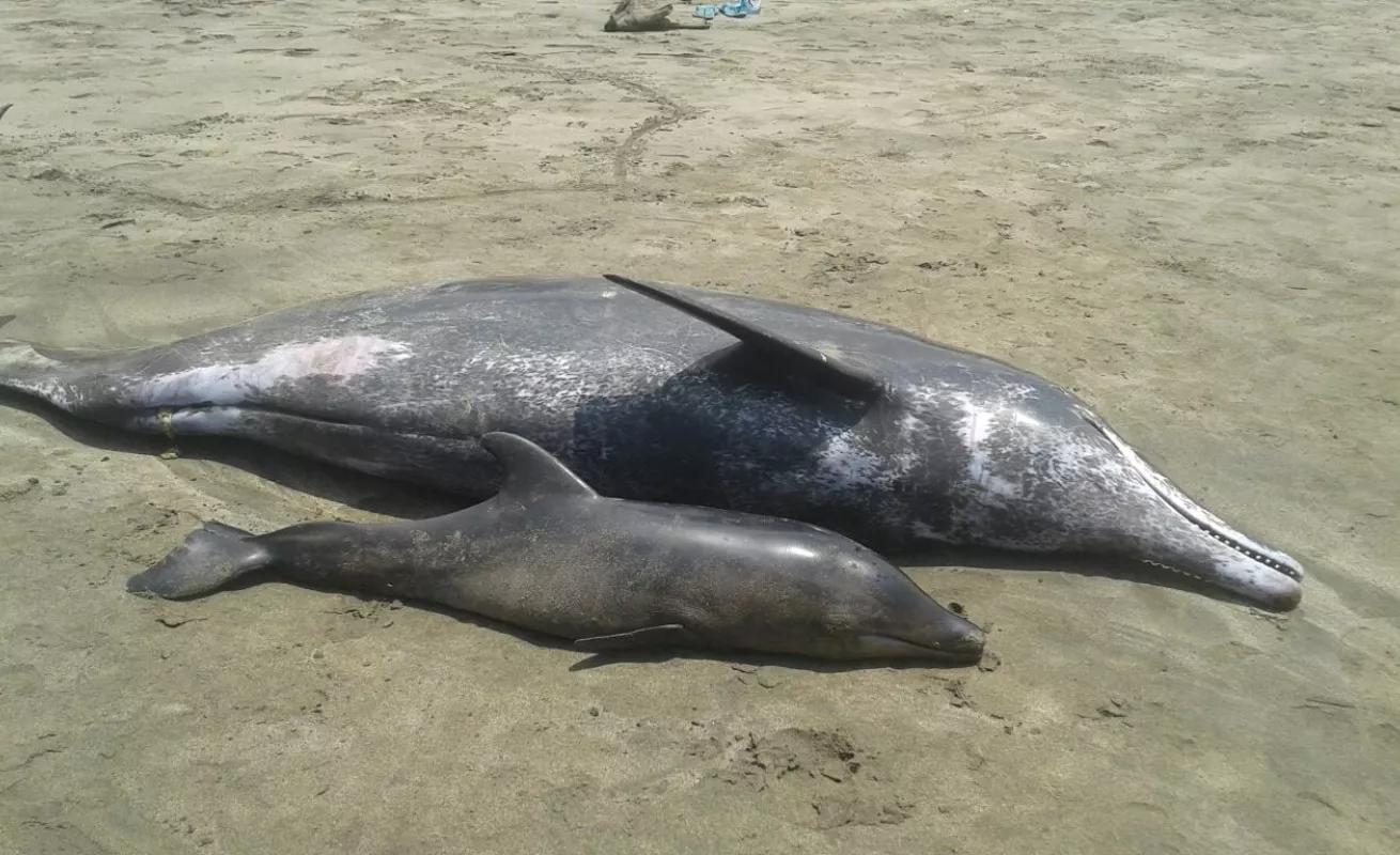 Operación de rescate de delfines en playa Ostional