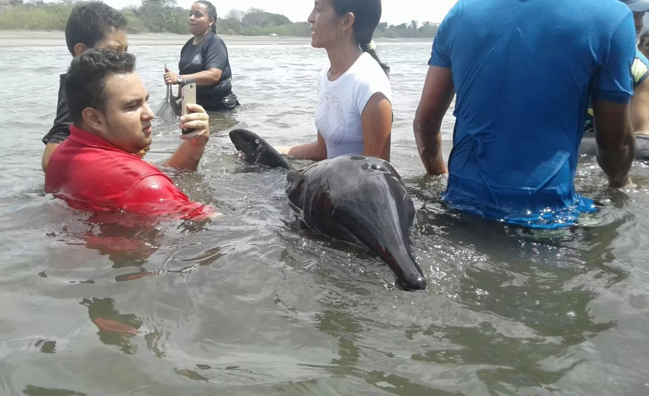 Operación de rescate de delfines en playa Ostional
