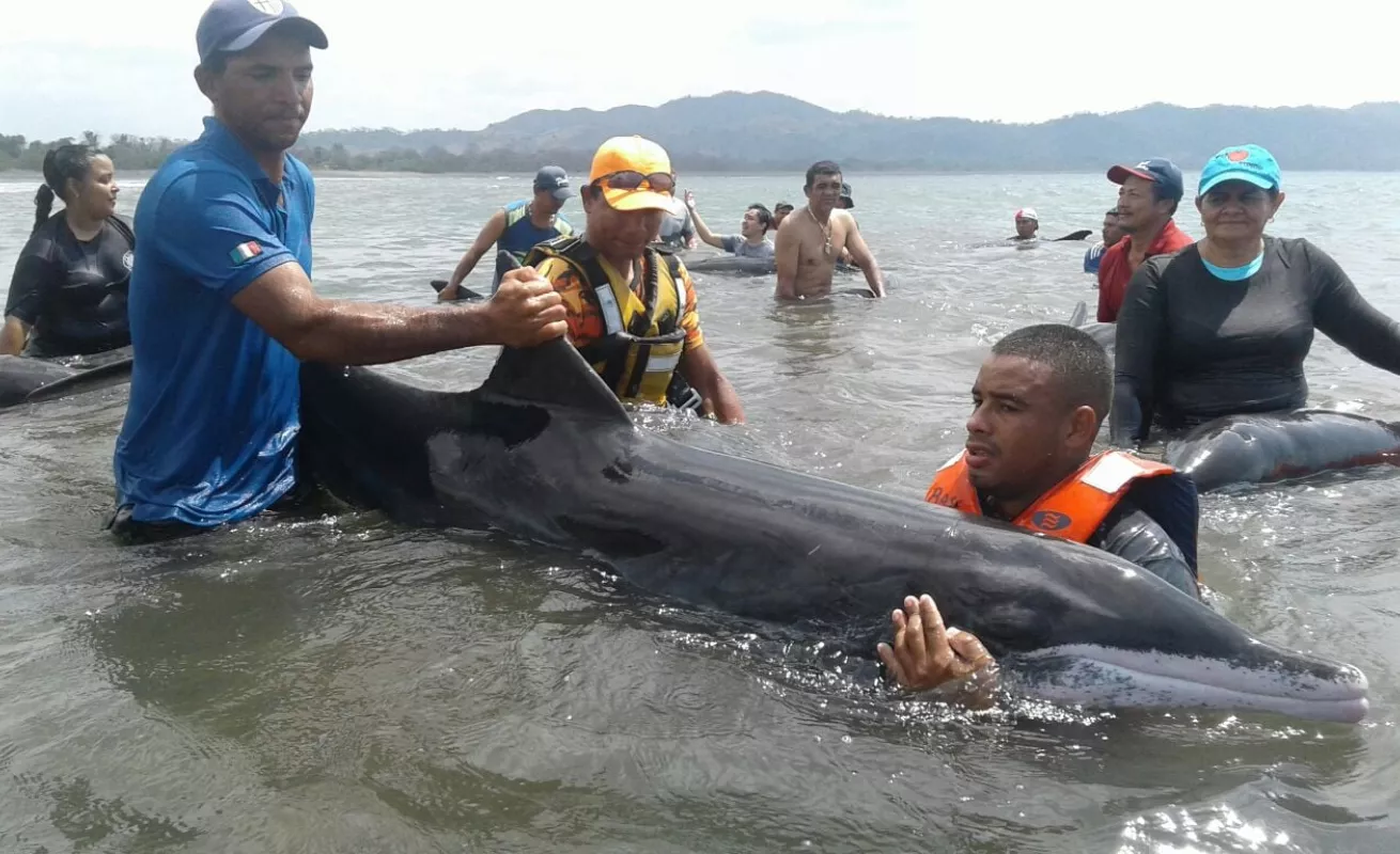 Operación de rescate de delfines en playa Ostional