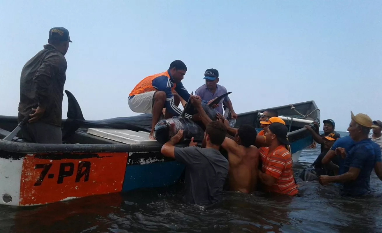 Operación de rescate de delfines en playa Ostional