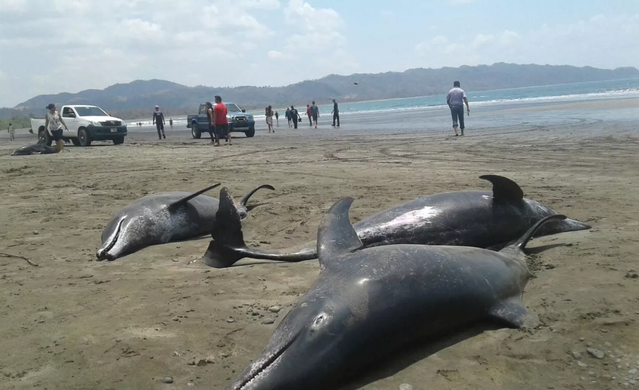Operación de rescate de delfines en playa Ostional