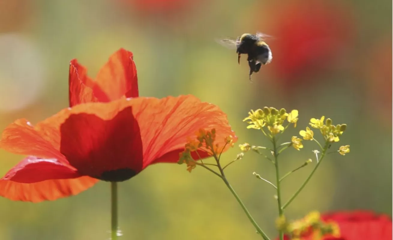 Impresionantes imágenes del mundo natural y deportivo