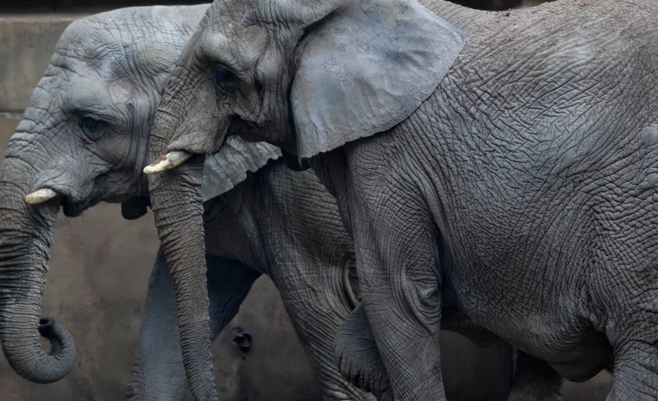 Un cierre, un adiós 