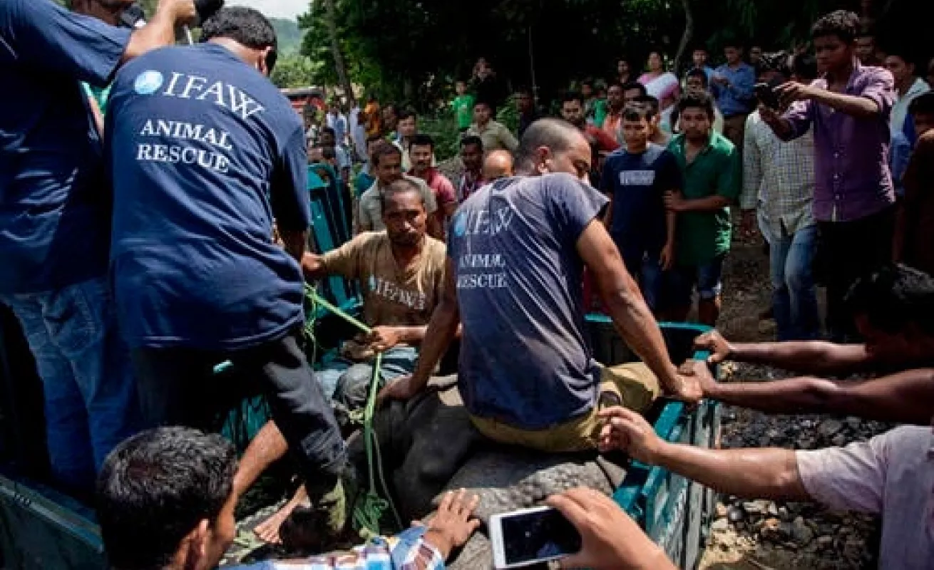 Rescatados de las aguas