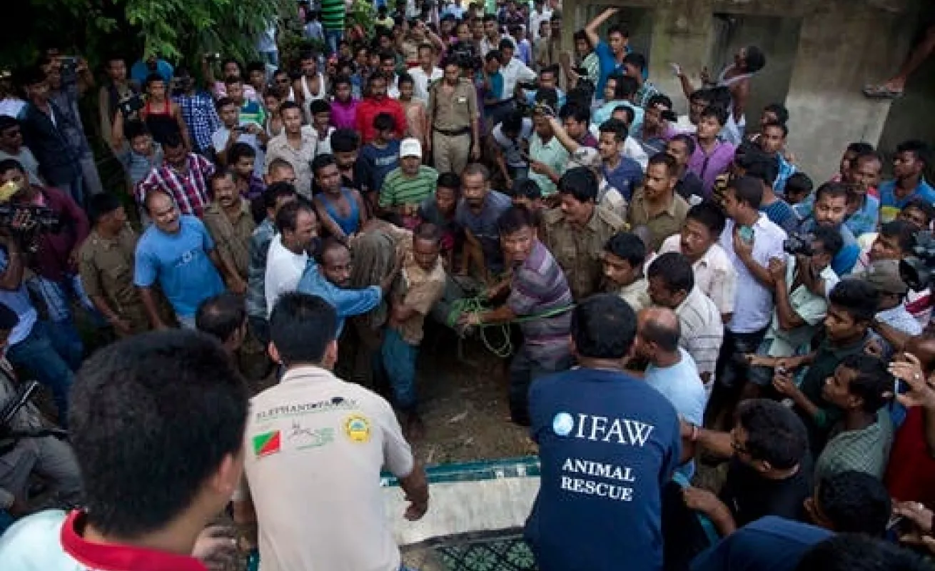 Rescatados de las aguas