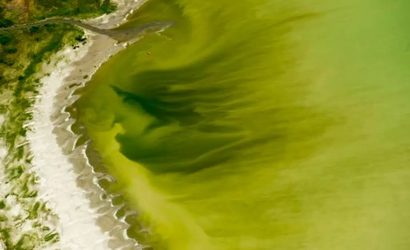 Algas tóxicas en Florida