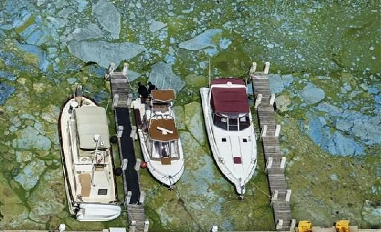 Algas tóxicas en Florida
