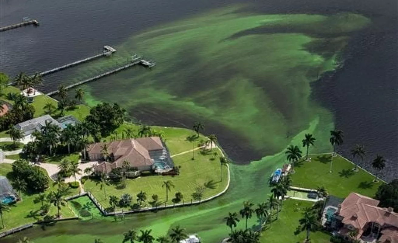 Algas tóxicas en Florida