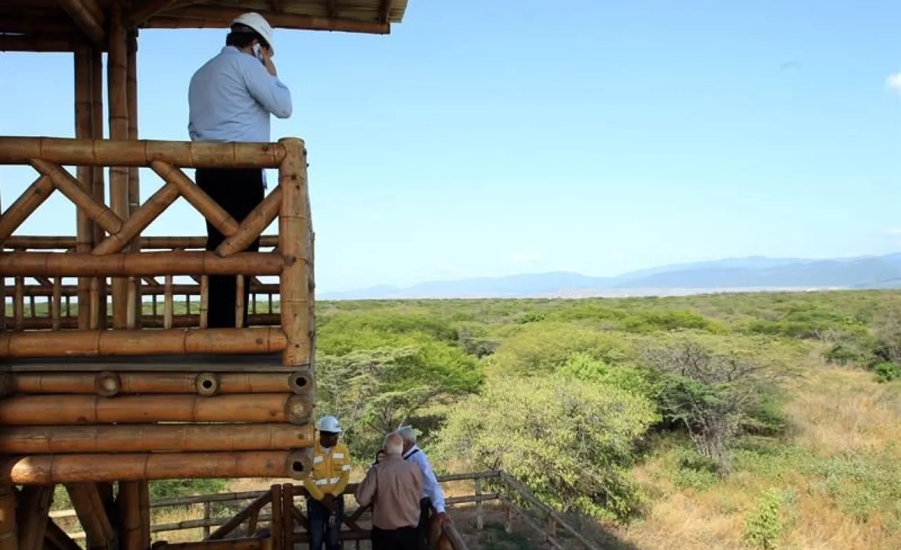 Tapete verde da vida a zona degradada por minería