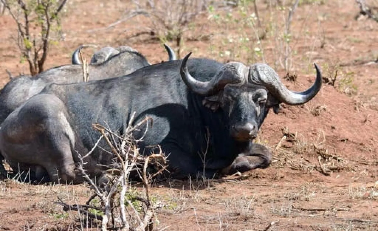 Parque natural de Sudáfrica golpeado por la sequía