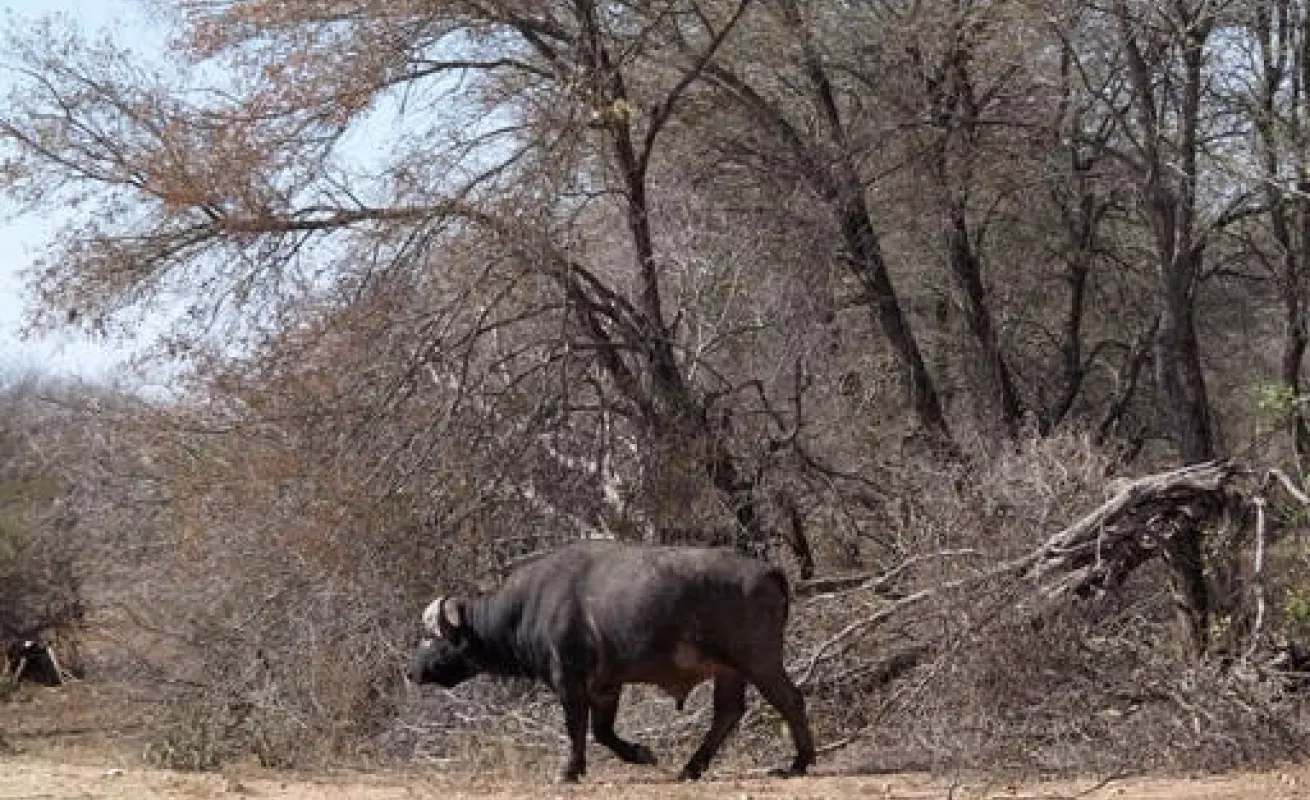 Parque natural de Sudáfrica golpeado por la sequía