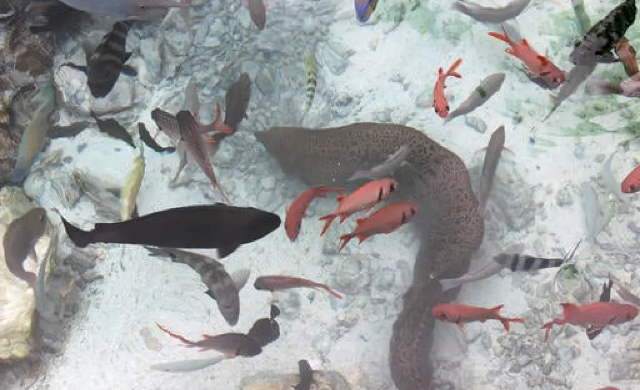 Bora Bora, hermosa y paradisíaca