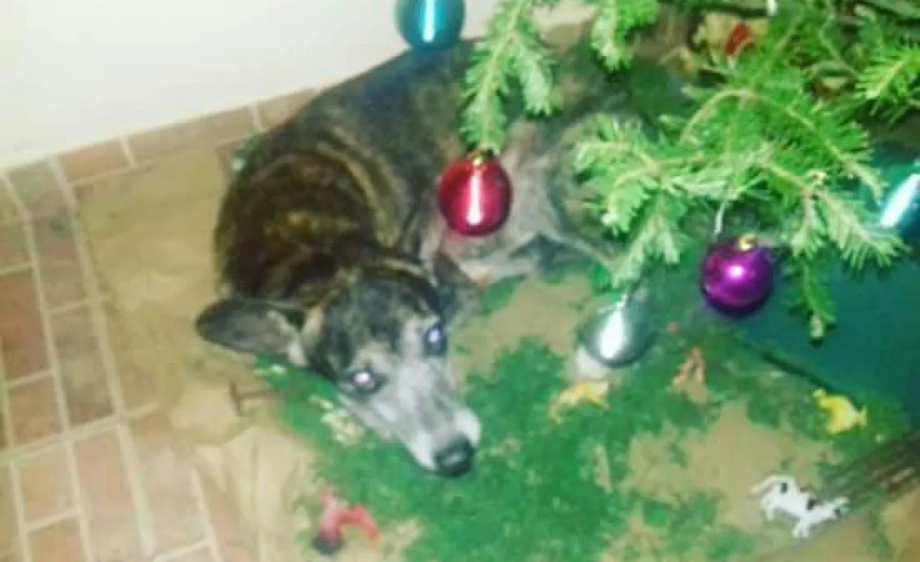 #CríticaEnNavidad entró a las casas de nuestros seguidores 