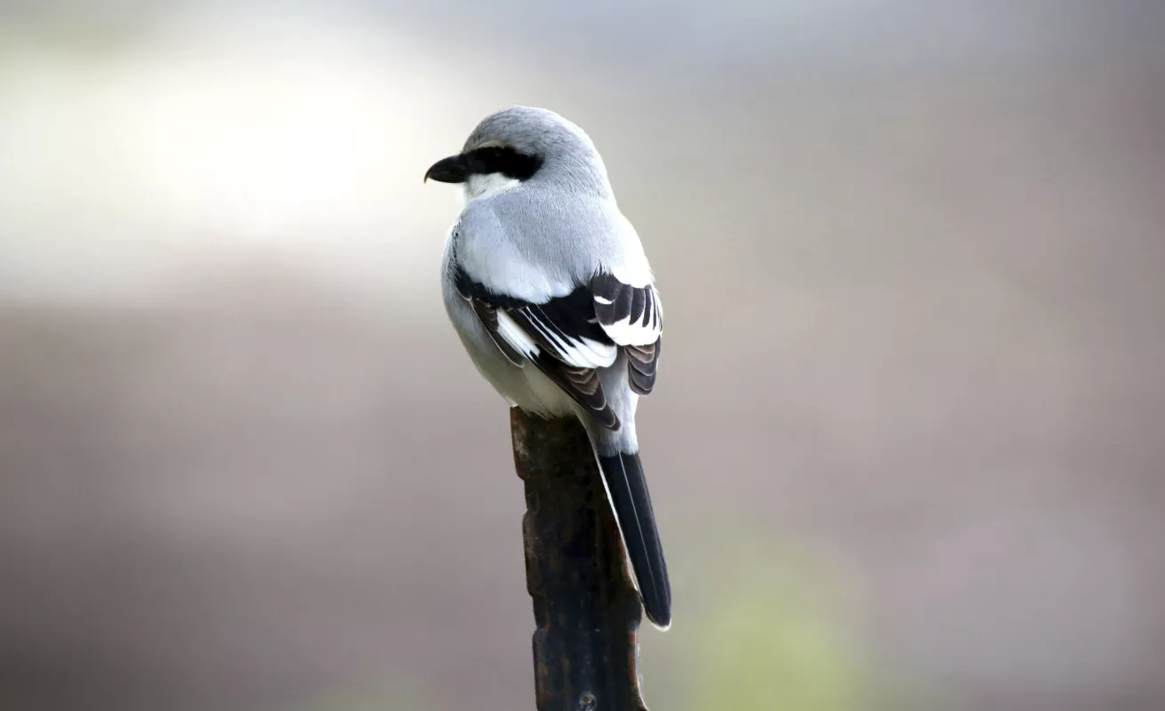 Bellezas logradas con un "click"
