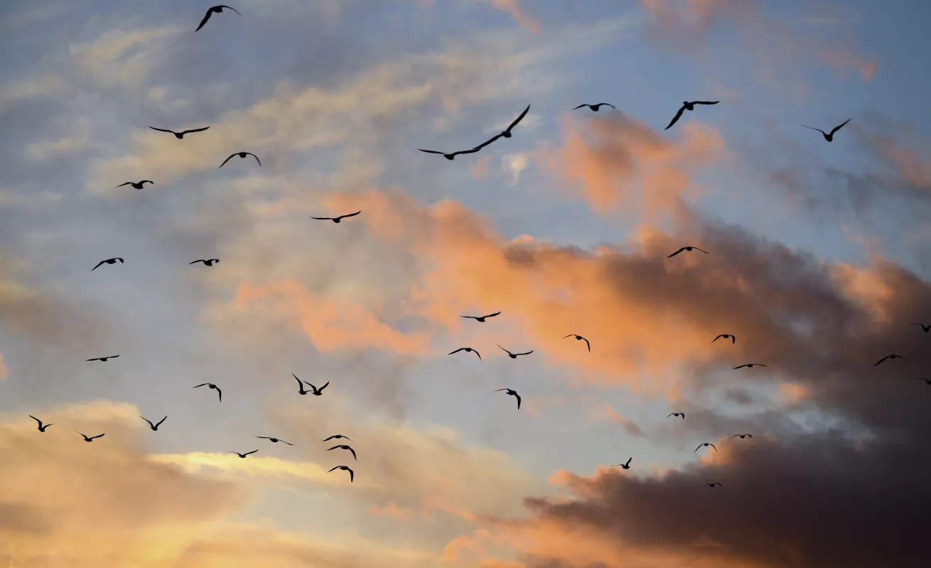 Bellezas logradas con un "click"