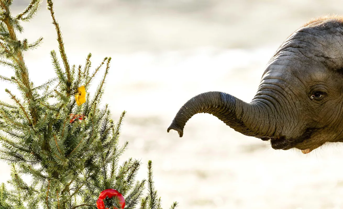 Bellezas logradas con un "click"