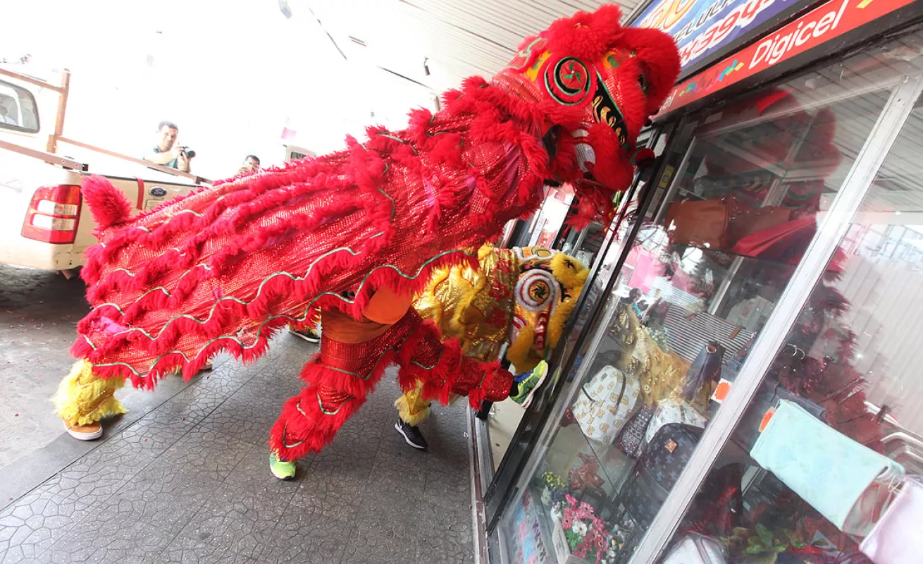 El gallo se toma los barrios de Panamá