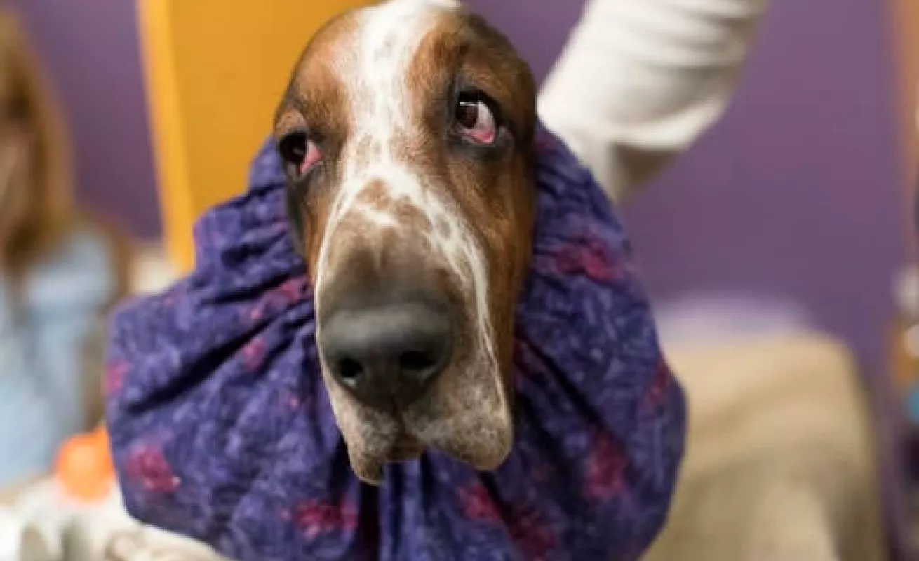 #GaleriaCri Perros de pura raza