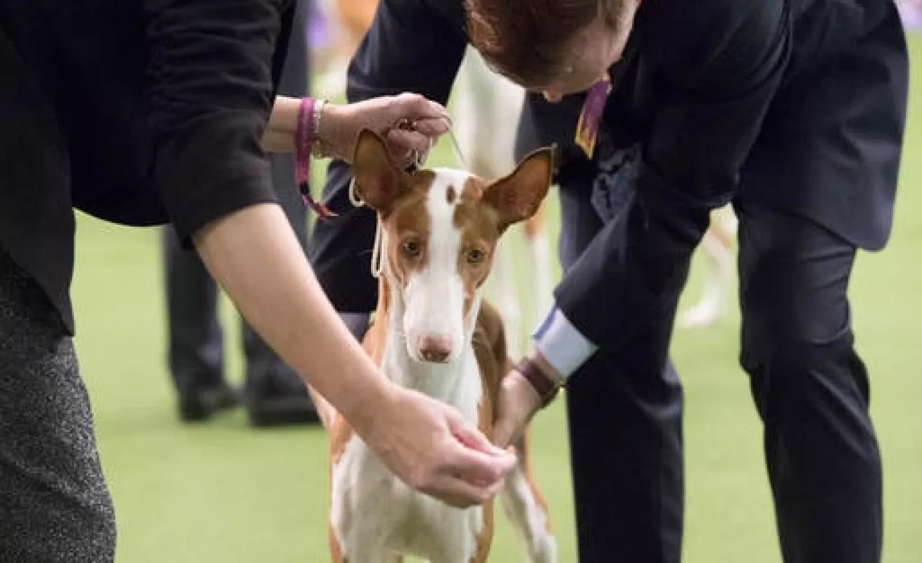 #GaleriaCri Perros de pura raza