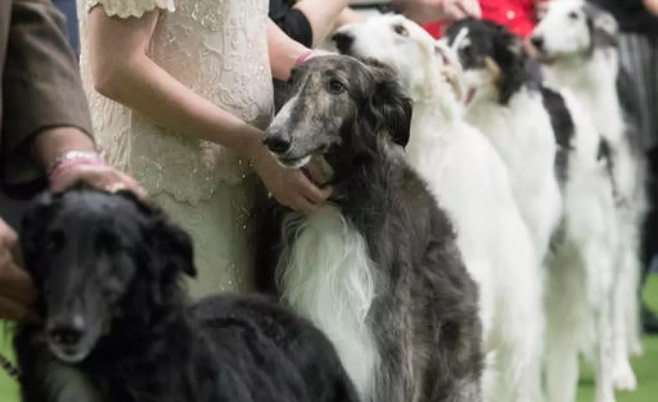 #GaleriaCri Perros de pura raza