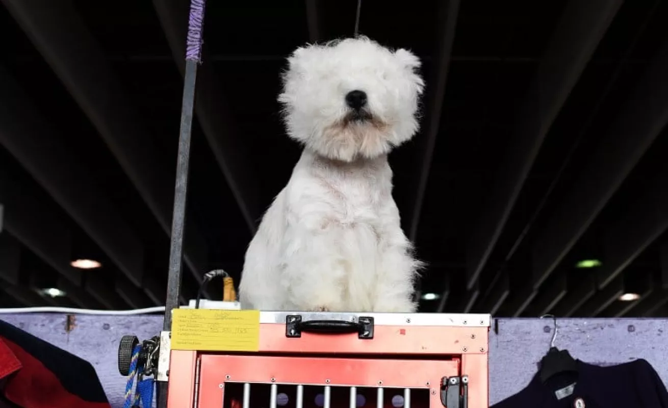 Perros salen del salón de belleza 