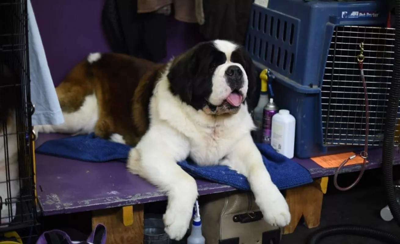 Perros salen del salón de belleza 