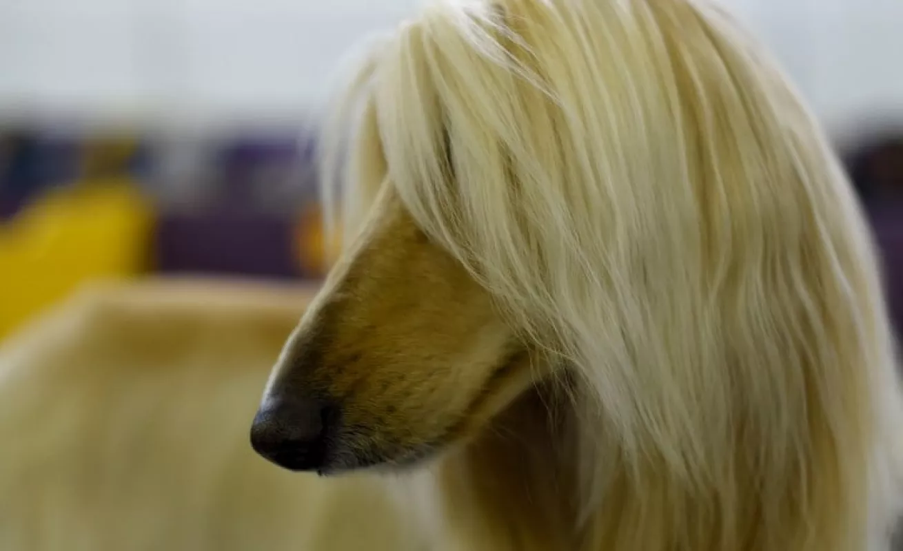 Perros salen del salón de belleza 