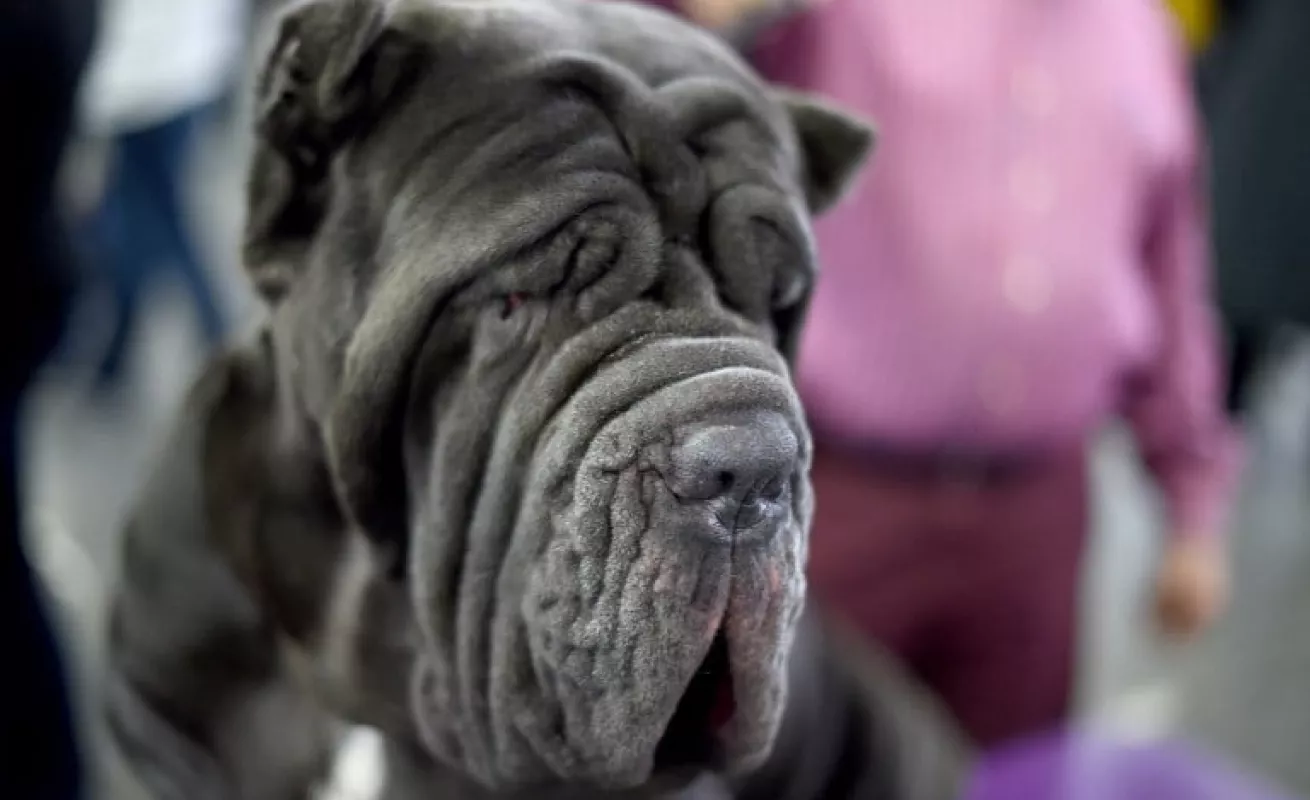 Perros salen del salón de belleza 