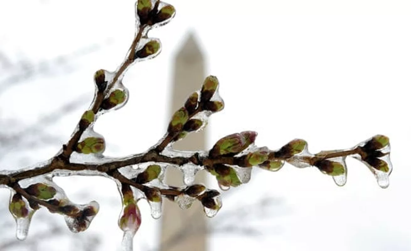 #GaleriaCri Stella cubre a Washington de blanco