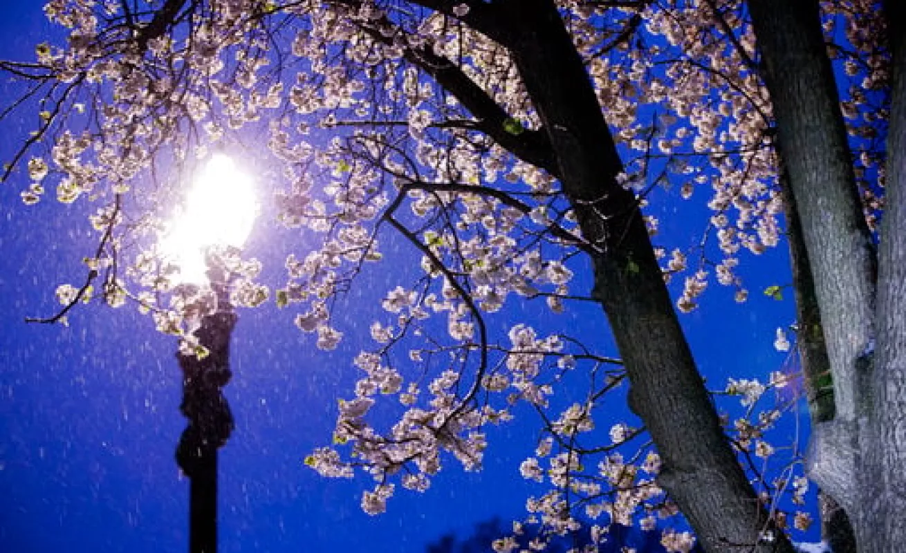 #GaleriaCri Stella cubre a Washington de blanco