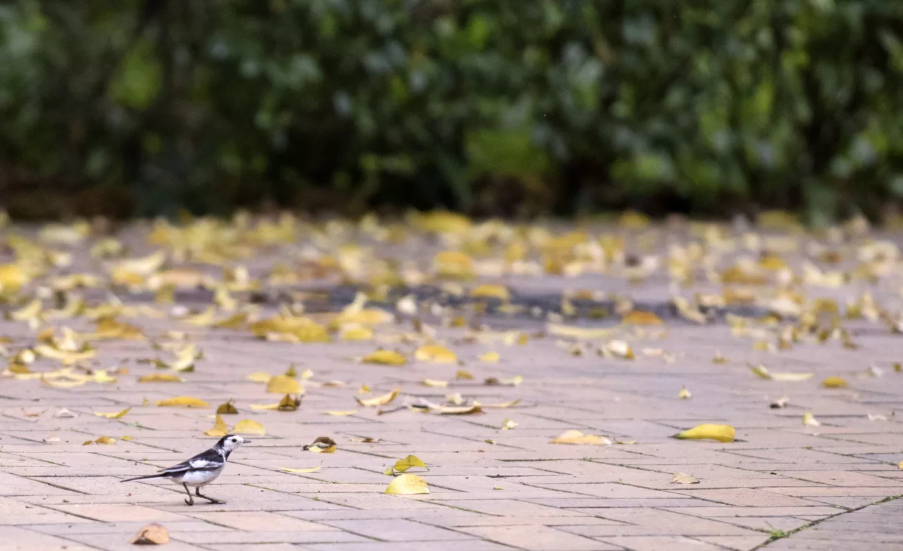 #GaleriaCri Paisaje de Hong Kong