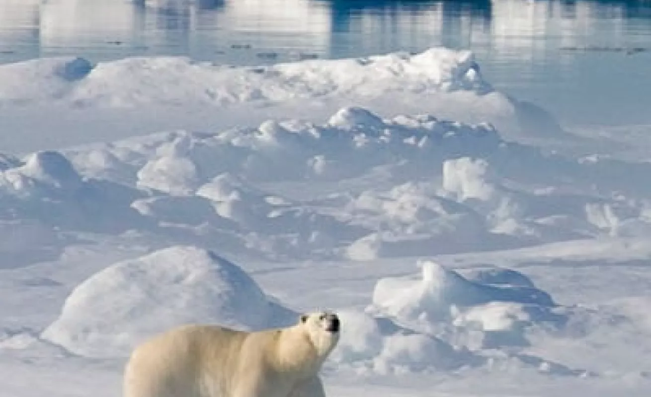 #GaleriaCri Paisajes del Ártico