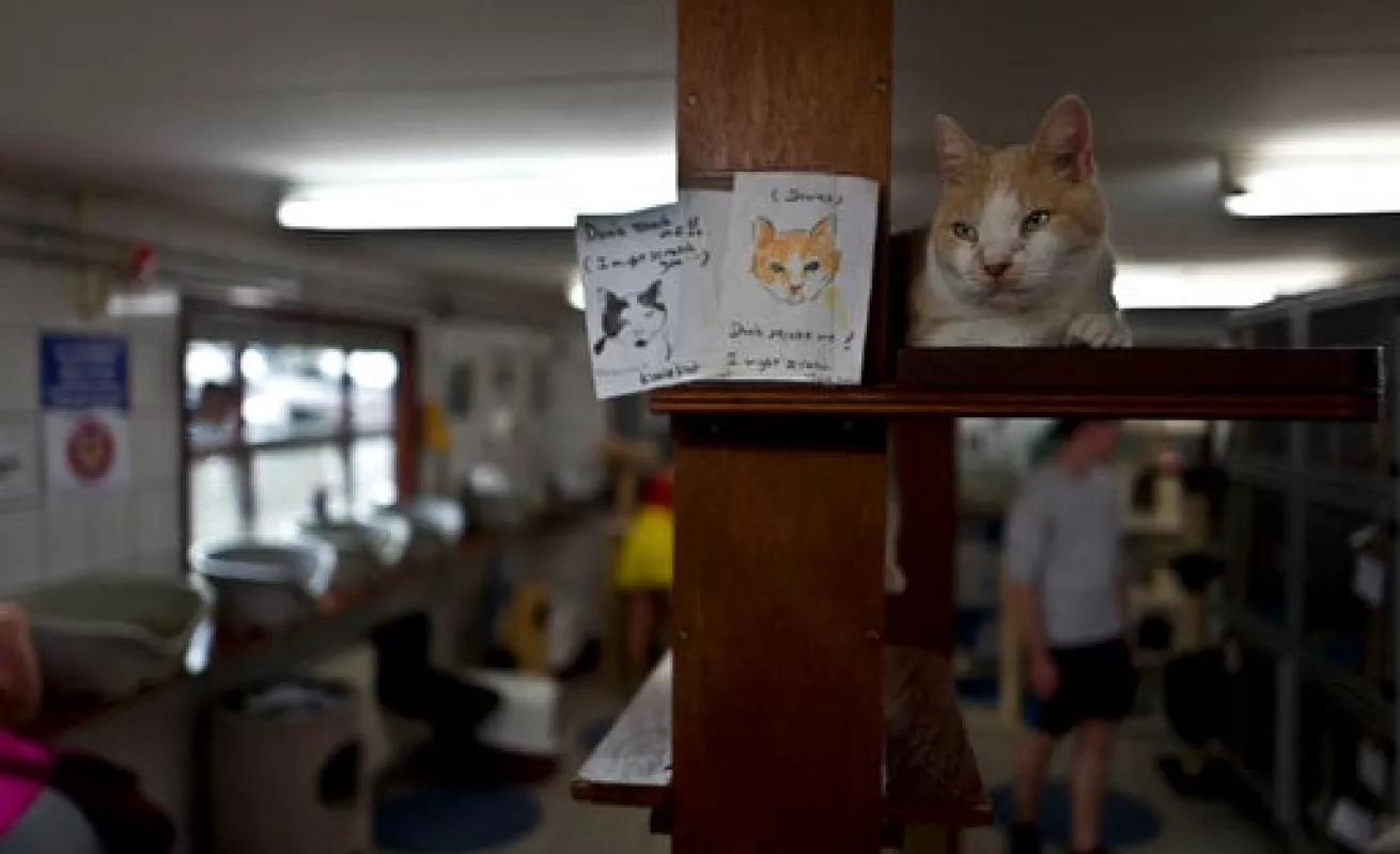 #GaleriaCri Gatos encuentran hogar en barcaza en Ámsterdam 