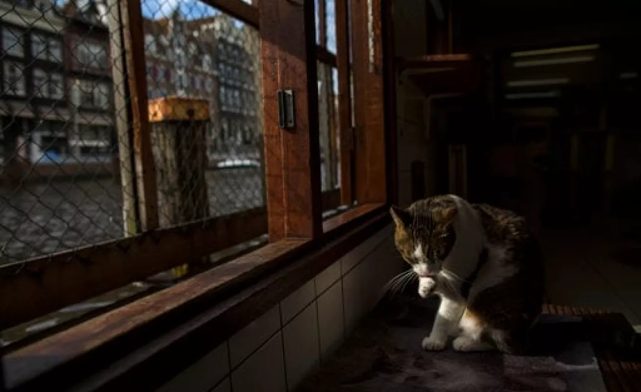 #GaleriaCri Gatos encuentran hogar en barcaza en Ámsterdam 
