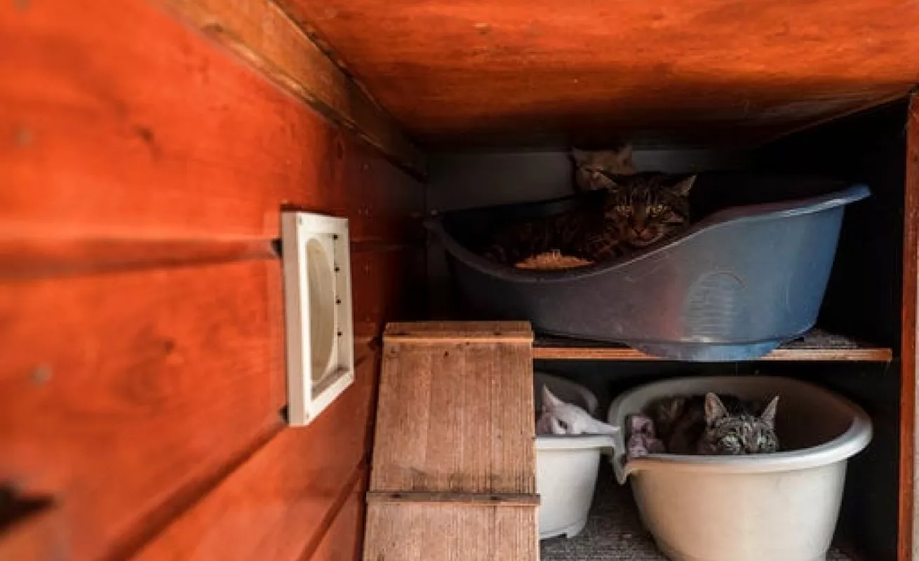 #GaleriaCri Gatos encuentran hogar en barcaza en Ámsterdam 