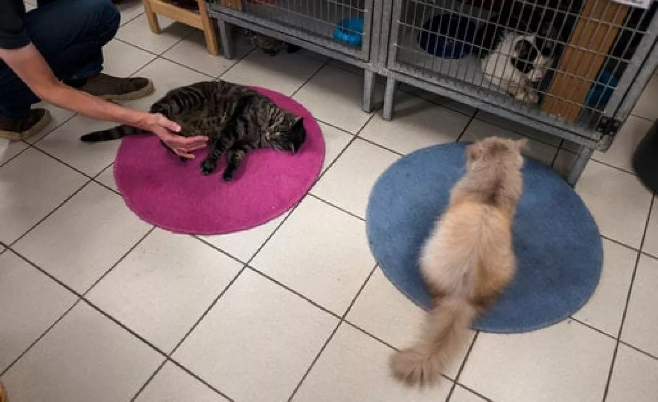 #GaleriaCri Gatos encuentran hogar en barcaza en Ámsterdam 