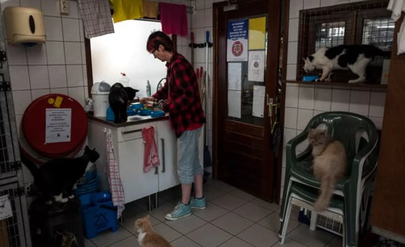 #GaleriaCri Gatos encuentran hogar en barcaza en Ámsterdam 