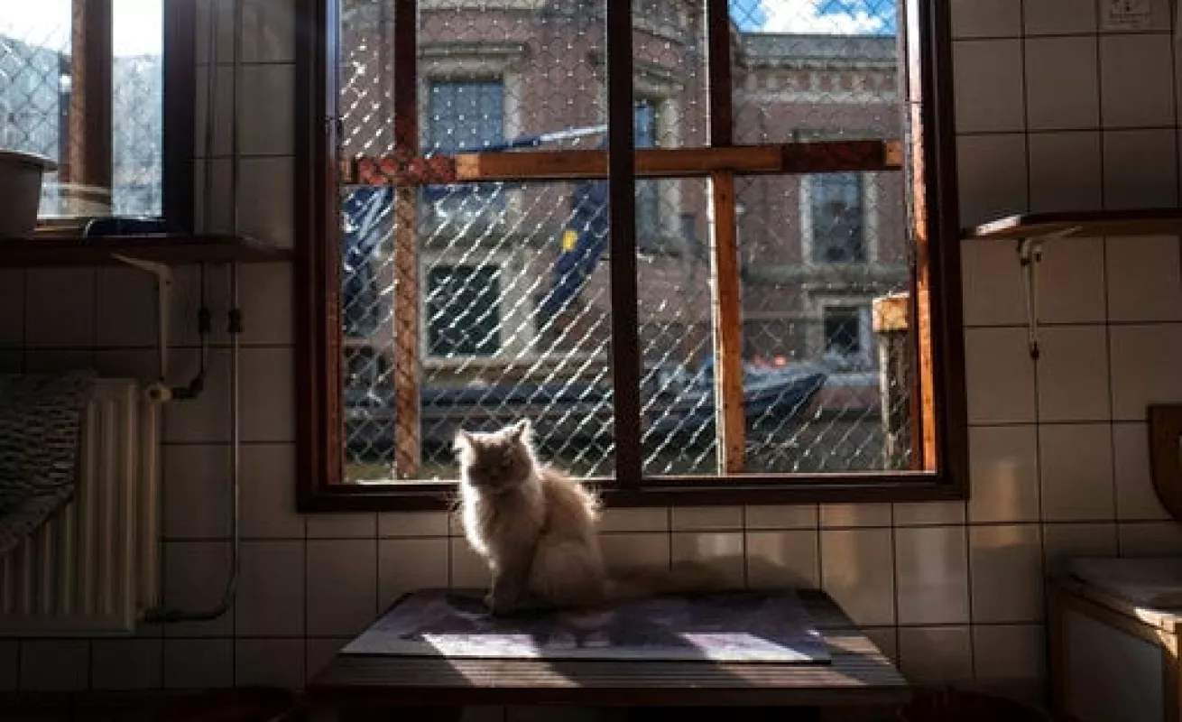#GaleriaCri Gatos encuentran hogar en barcaza en Ámsterdam 