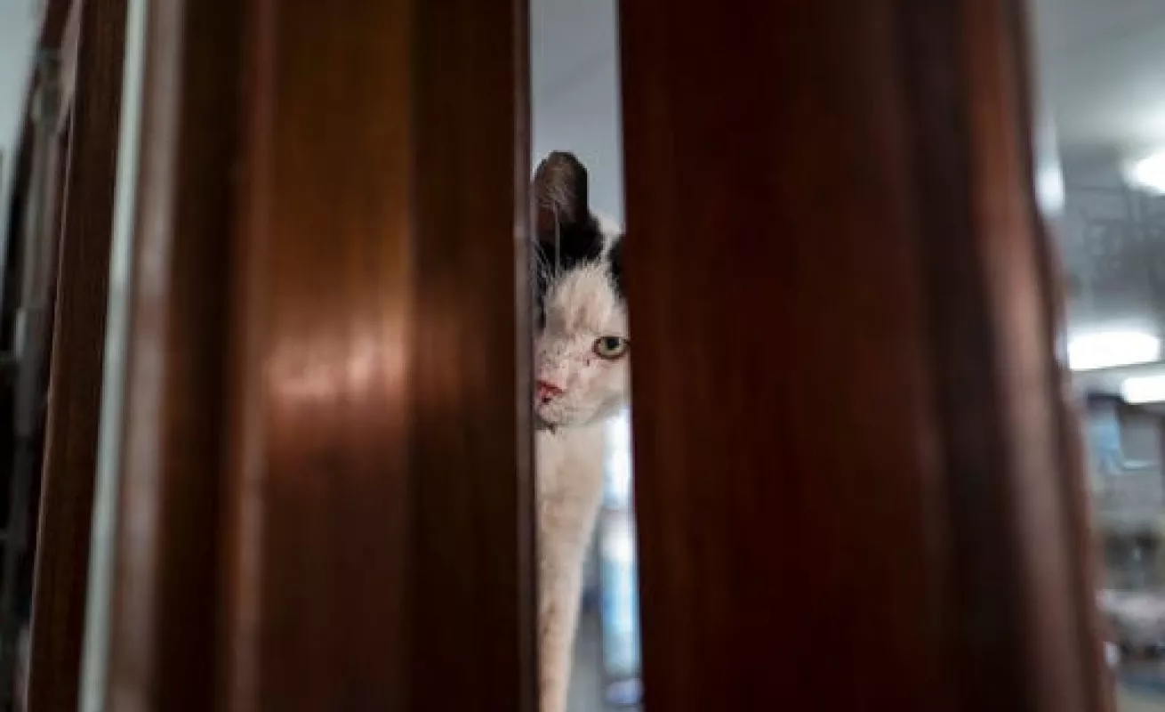 #GaleriaCri Gatos encuentran hogar en barcaza en Ámsterdam 