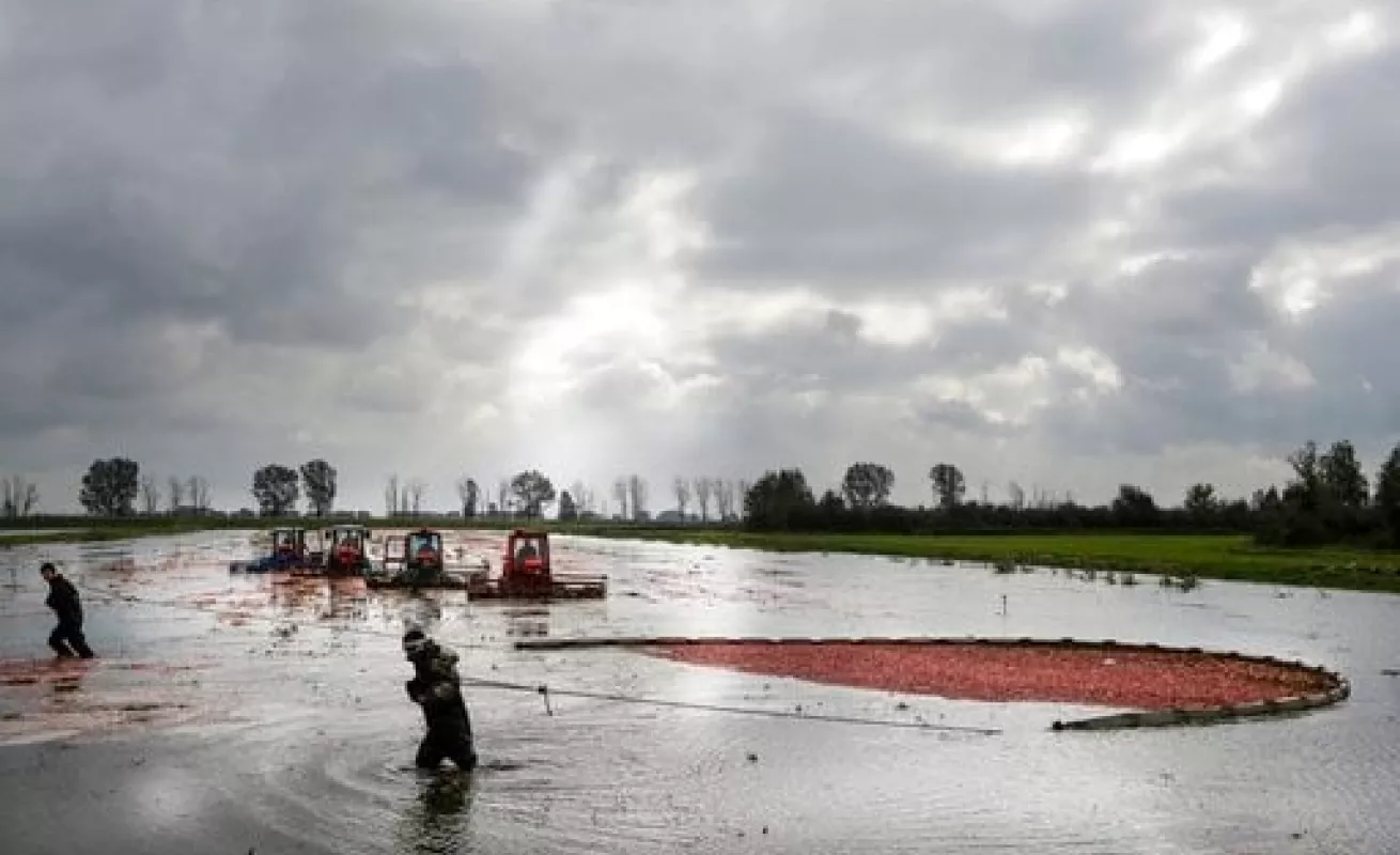 #GaleriaCri Cosechando Arándanos