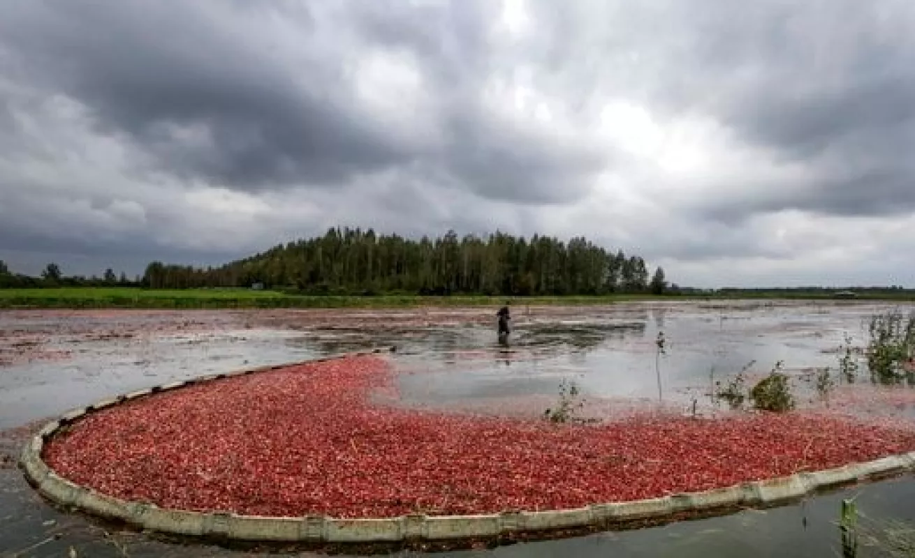 #GaleriaCri Cosechando Arándanos