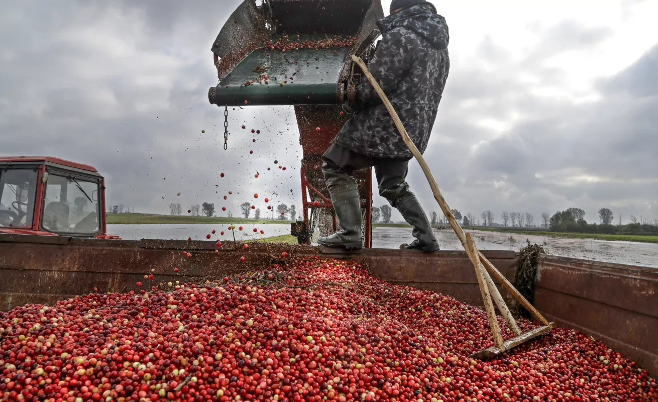#GaleriaCri Cosechando Arándanos