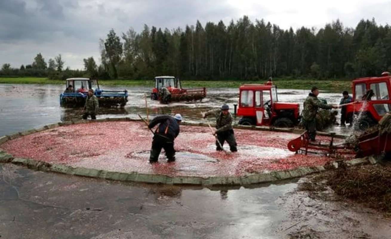 #GaleriaCri Cosechando Arándanos
