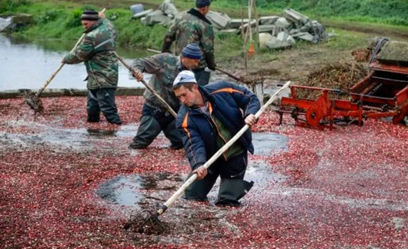 #GaleriaCri Cosechando Arándanos
